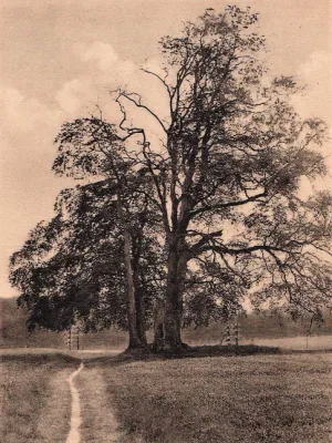 Oude Borgerboom