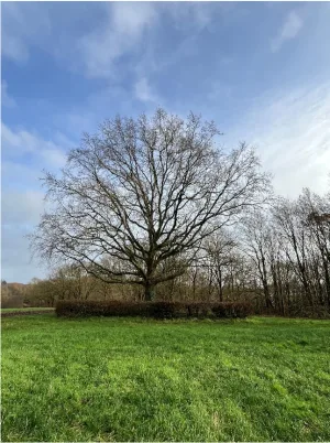 Huidige Borgerboom 2